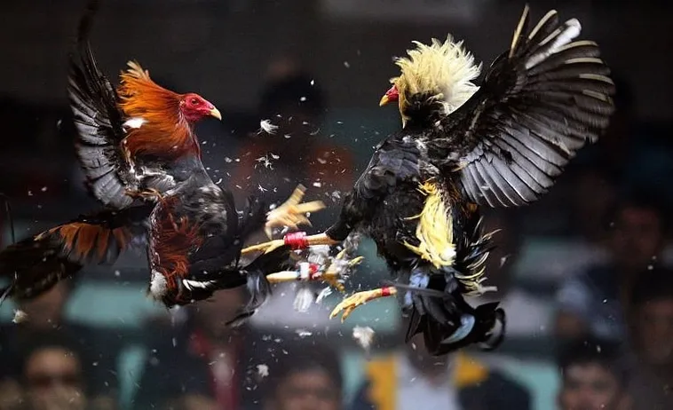 Cách Chơi Đá Gà Sabong Tại 33Win An Toàn Hiệu Quả 1 Cách Chơi Đá Gà Sabong Tại 33Win An Toàn Hiệu Quả