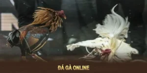 Cách Chơi Đá Gà GA28 Đỉnh Cao Tại 33Win Chi Tiết 3 Cách Chơi Đá Gà GA28 Đỉnh Cao Tại 33Win Chi Tiết